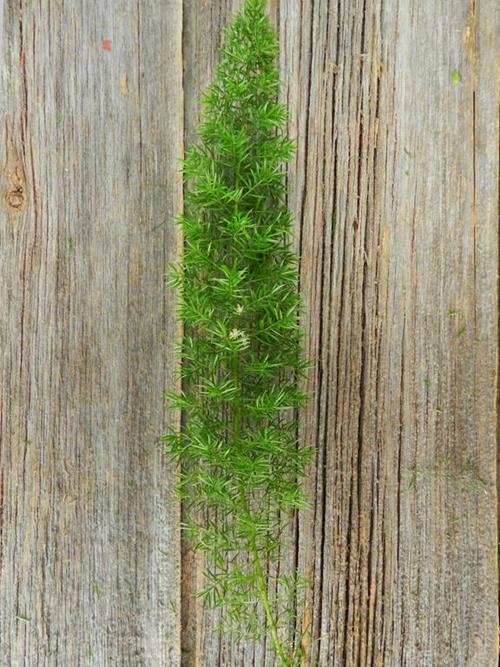 FOXTAIL GREEN FERN GREENS